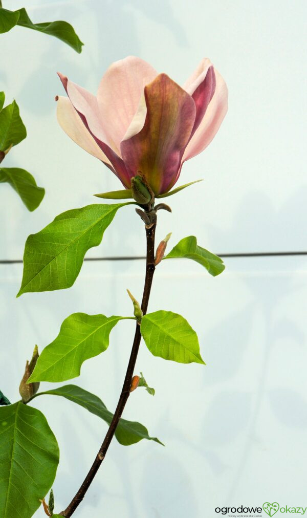 MAGNOLIA BRUKLIŃSKA EVA MARIA Magnolia x brooklynensis 'Eva Maria'