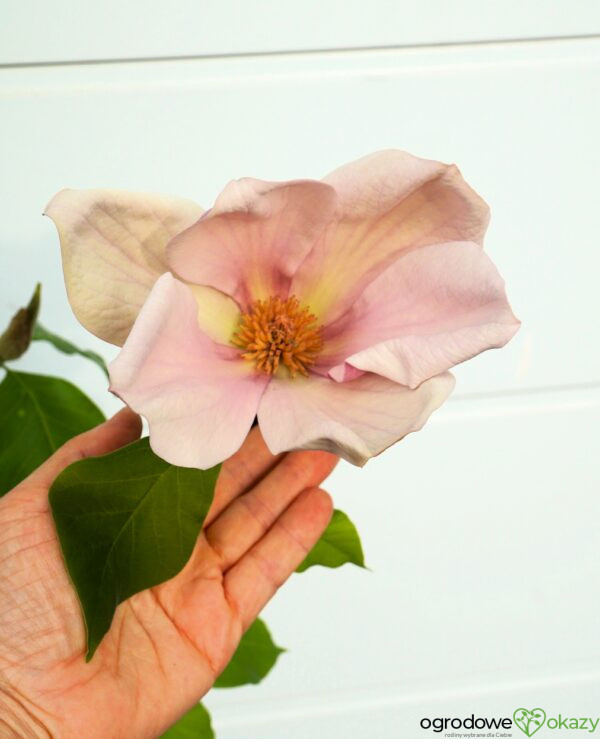 MAGNOLIA BRUKLIŃSKA EVA MARIA Magnolia x brooklynensis 'Eva Maria'