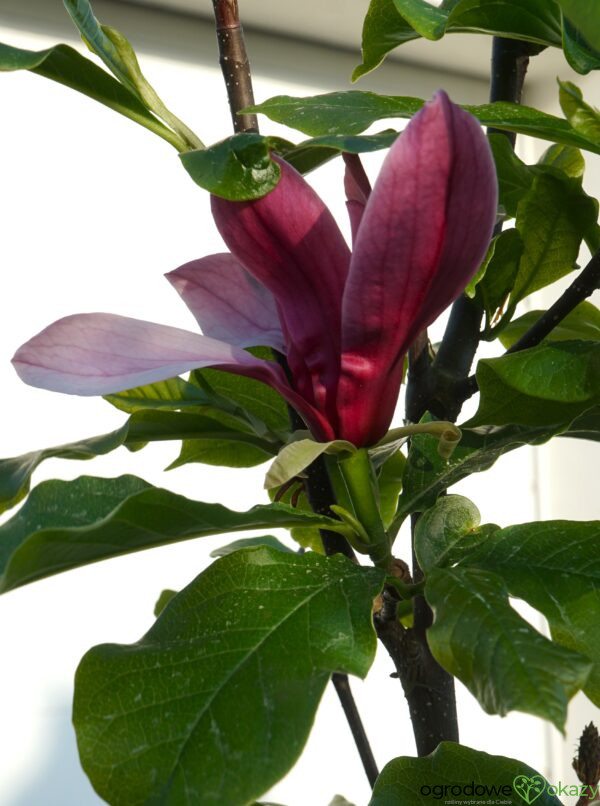 MAGNOLIA BLACK BIRD Magnolia 'Black Bird'