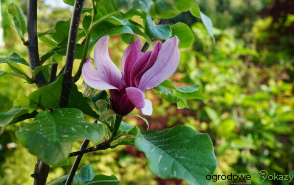 MAGNOLIA BLACK BIRD Magnolia 'Black Bird'