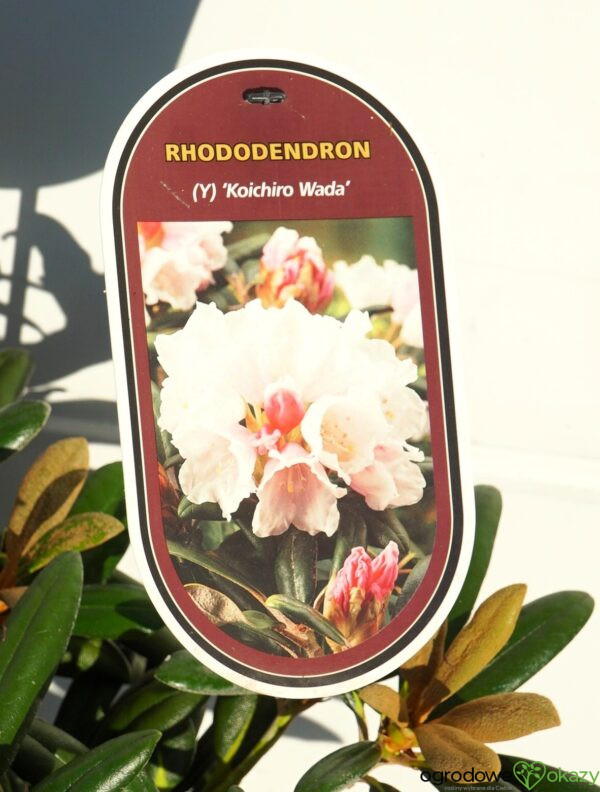 RÓŻANECZNIK KOICHIRO WADA Rhododendron 'Koichiro Wada'