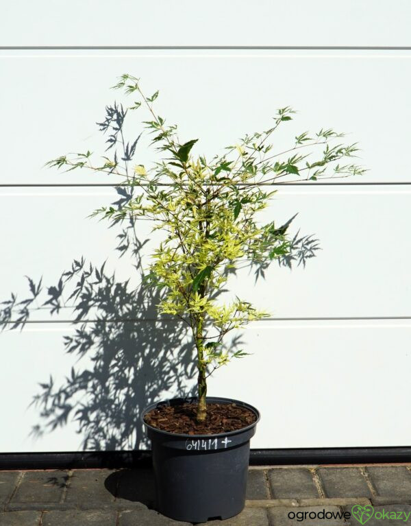 KLON PALMOWY BENI-SHICHI-HENGE Acer palamtum Beni-shichi-henge