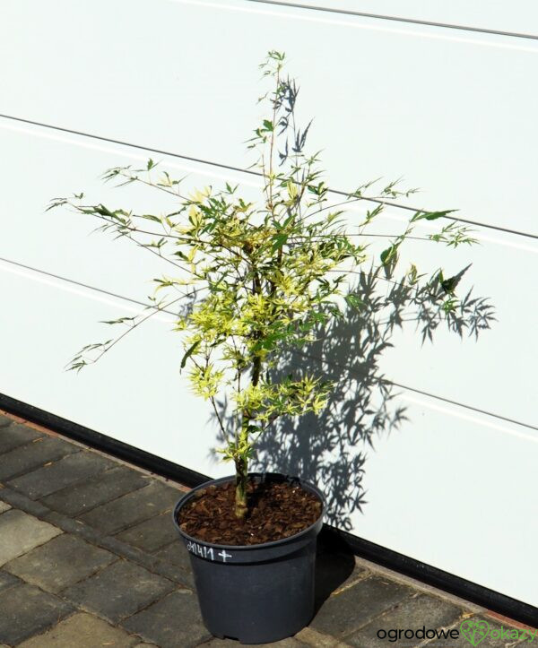 KLON PALMOWY BENI-SHICHI-HENGE Acer palamtum Beni-shichi-henge