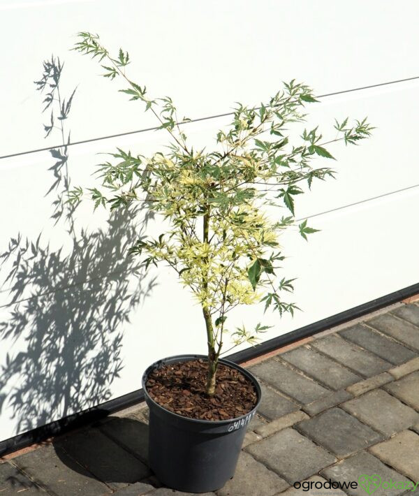 KLON PALMOWY BENI-SHICHI-HENGE Acer palamtum Beni-shichi-henge