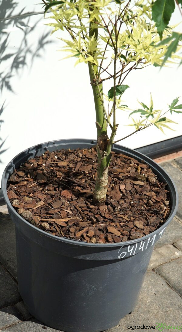 KLON PALMOWY BENI-SHICHI-HENGE Acer palamtum Beni-shichi-henge