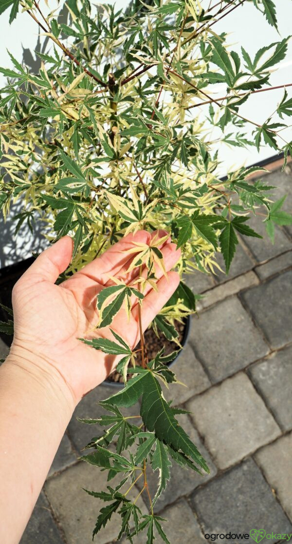KLON PALMOWY BENI-SHICHI-HENGE Acer palamtum Beni-shichi-henge