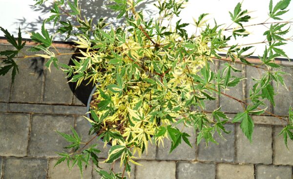 KLON PALMOWY BENI-SHICHI-HENGE Acer palamtum Beni-shichi-henge