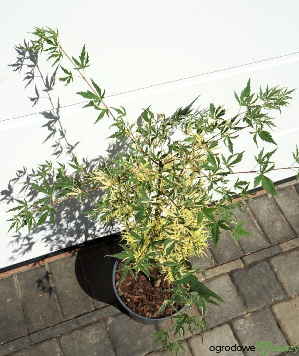 KLON PALMOWY BENI-SHICHI-HENGE Acer palamtum Beni-shichi-henge