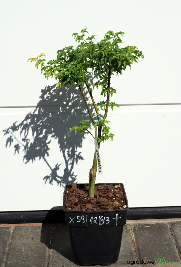 KLON PALMOWY SHISHIGASHIRA Acer palmatum 'Shishigashira'