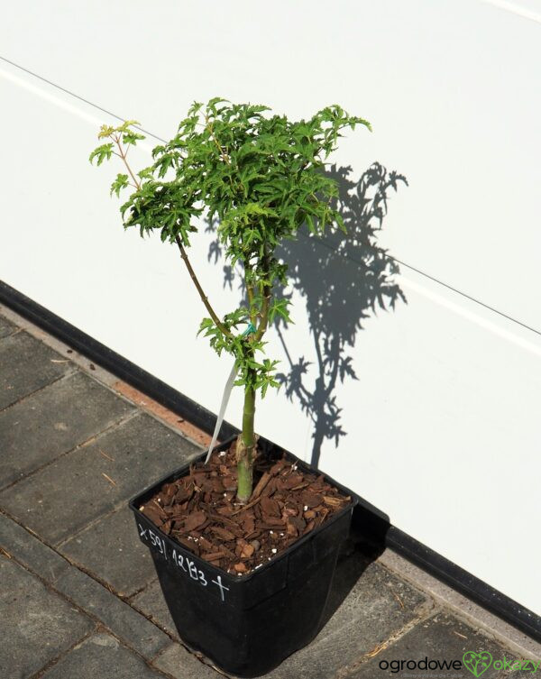 KLON PALMOWY SHISHIGASHIRA Acer palmatum 'Shishigashira'