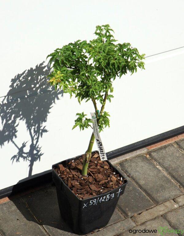 KLON PALMOWY SHISHIGASHIRA Acer palmatum 'Shishigashira'