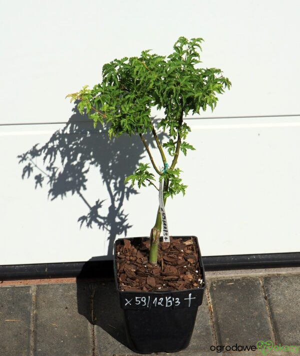 KLON PALMOWY SHISHIGASHIRA Acer palmatum 'Shishigashira'