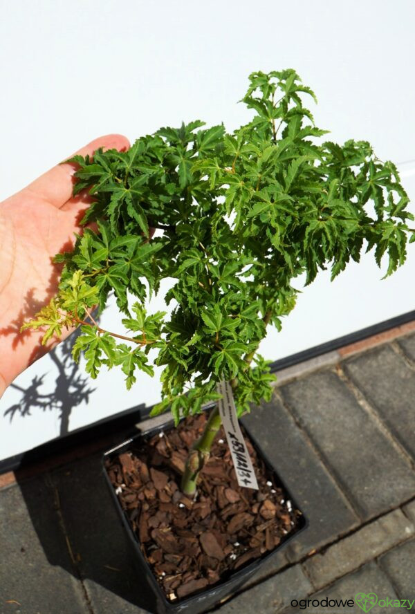 KLON PALMOWY SHISHIGASHIRA Acer palmatum 'Shishigashira'