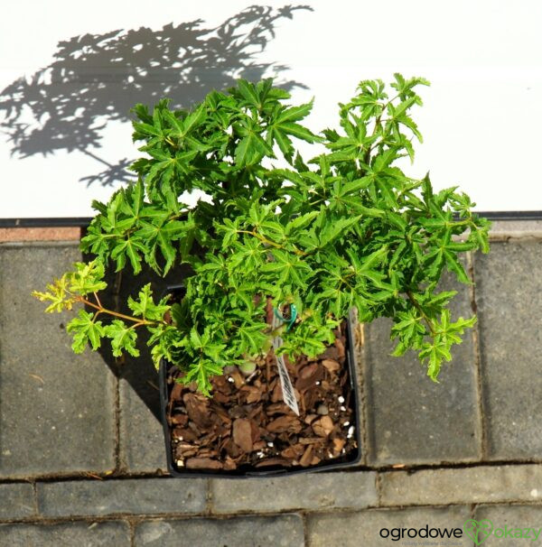 KLON PALMOWY SHISHIGASHIRA Acer palmatum 'Shishigashira'