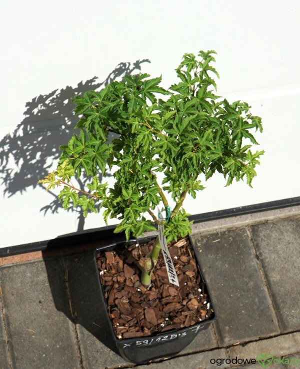 KLON PALMOWY SHISHIGASHIRA Acer palmatum 'Shishigashira'
