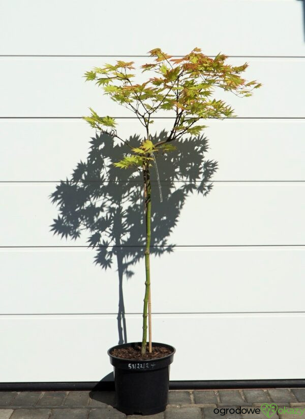 KLON SHIRASAWY AUTUMN MOON Acer shirasawanum 'Autumn Moon'