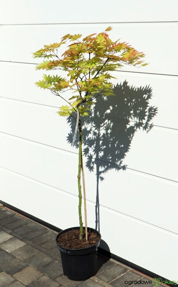 KLON SHIRASAWY AUTUMN MOON Acer shirasawanum 'Autumn Moon'