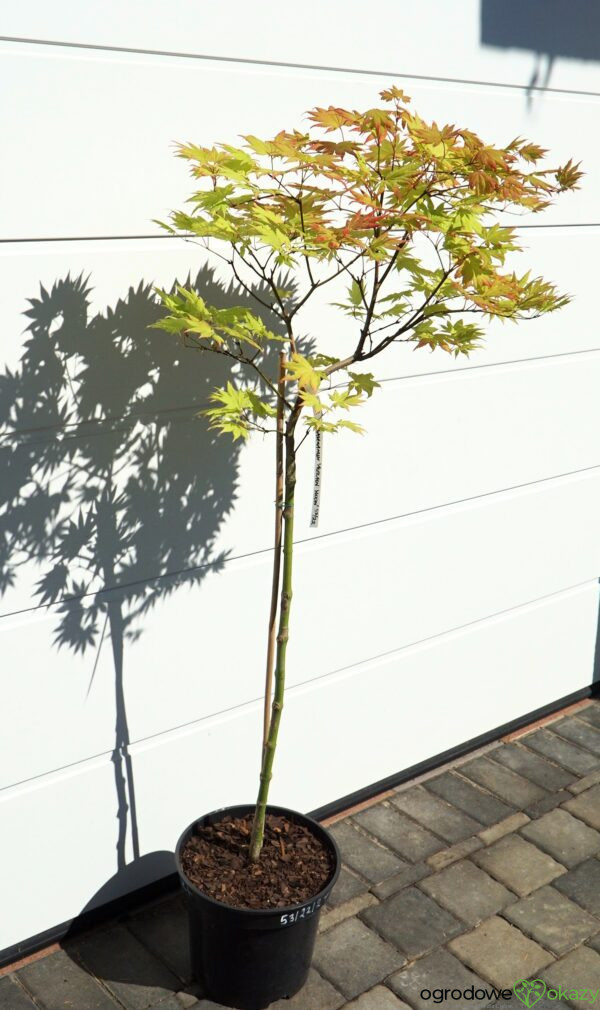 KLON SHIRASAWY AUTUMN MOON Acer shirasawanum 'Autumn Moon'