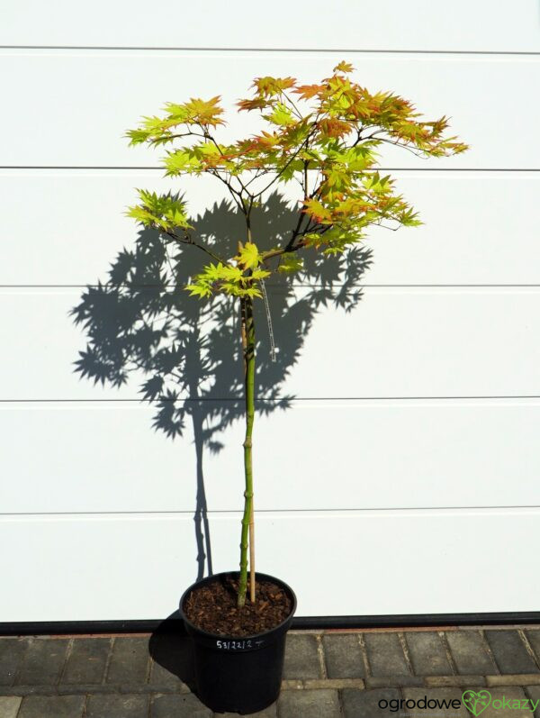 KLON SHIRASAWY AUTUMN MOON Acer shirasawanum 'Autumn Moon'