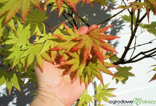 KLON SHIRASAWY AUTUMN MOON Acer shirasawanum 'Autumn Moon'