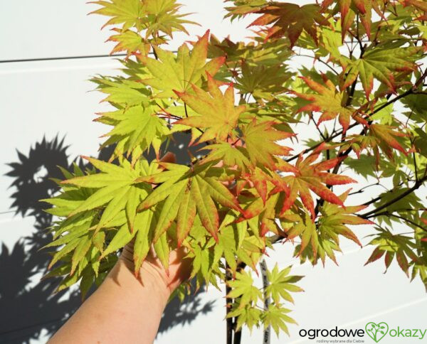 KLON SHIRASAWY AUTUMN MOON Acer shirasawanum 'Autumn Moon'