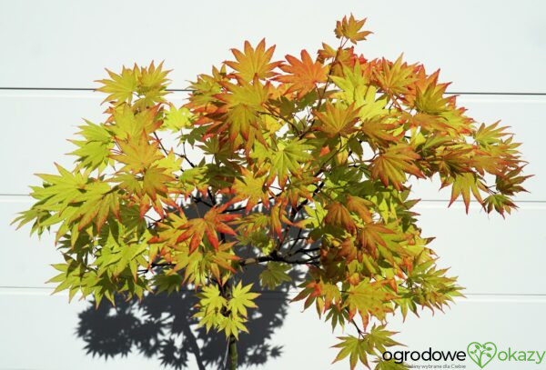 KLON SHIRASAWY AUTUMN MOON Acer shirasawanum 'Autumn Moon'