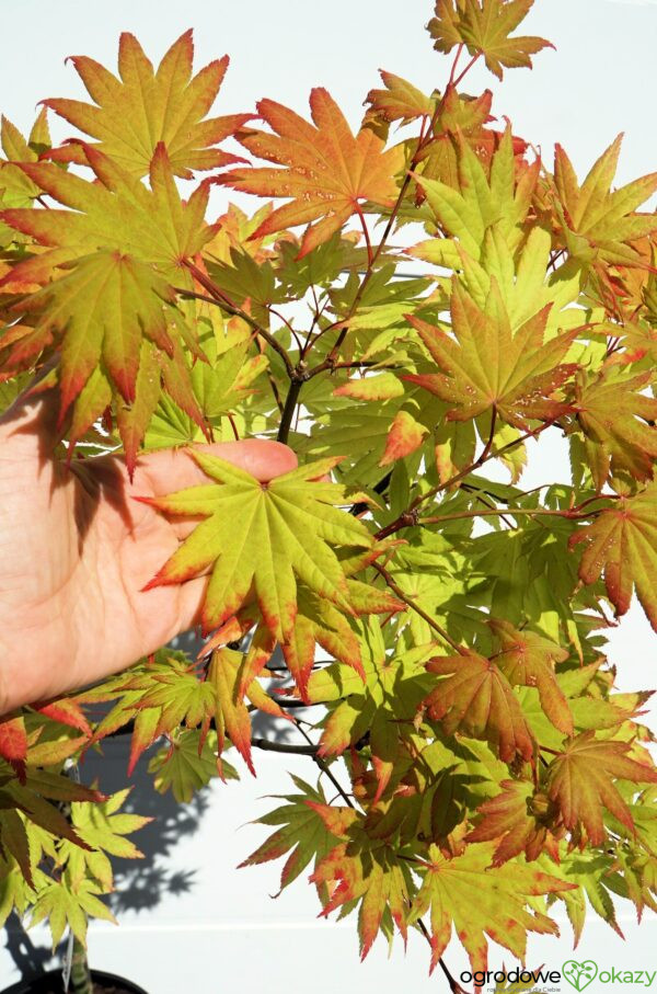 KLON SHIRASAWY AUTUMN MOON Acer shirasawanum 'Autumn Moon'