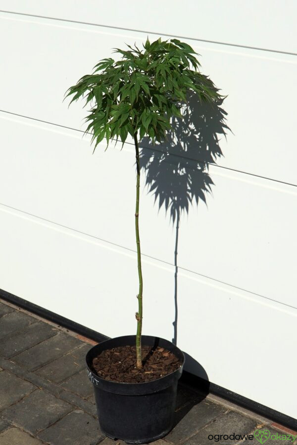 KLON PALMOWY OREGON SUNSET Acer palmatum 'Oregon Sunset'