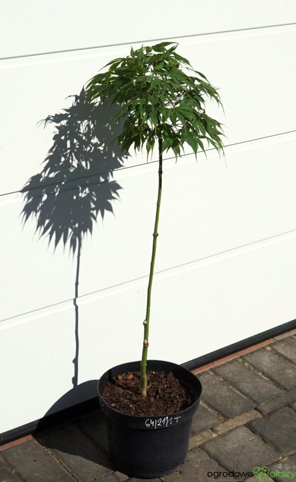 KLON PALMOWY OREGON SUNSET Acer palmatum 'Oregon Sunset'
