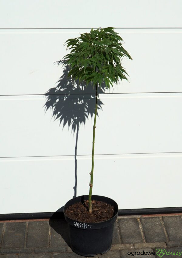 KLON PALMOWY OREGON SUNSET Acer palmatum 'Oregon Sunset'