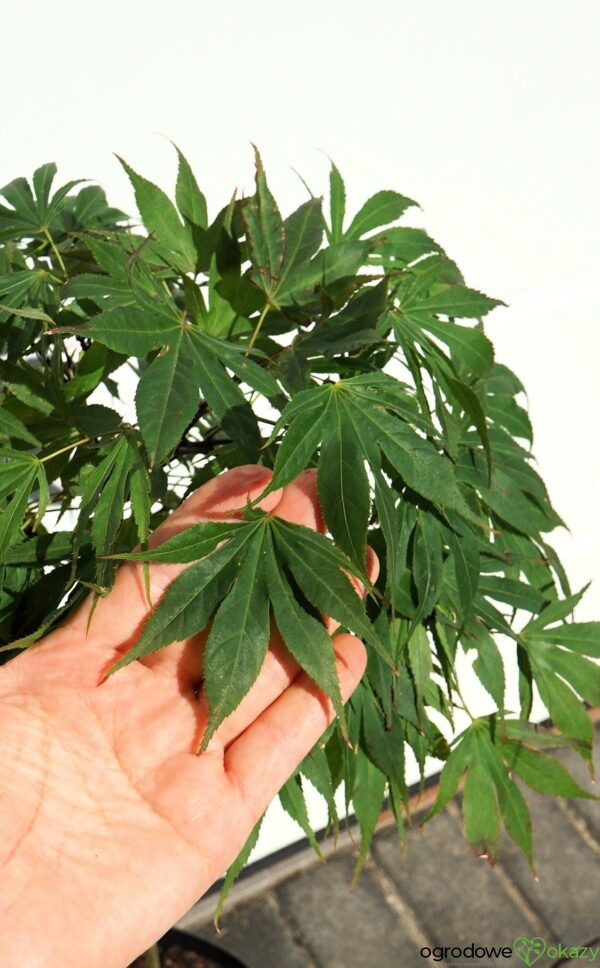 KLON PALMOWY OREGON SUNSET Acer palmatum 'Oregon Sunset'