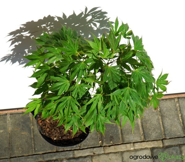 KLON PALMOWY OREGON SUNSET Acer palmatum 'Oregon Sunset'