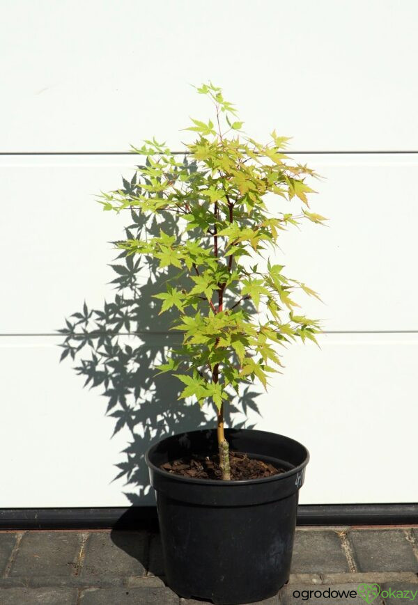 KLON PALMOWY SANGO KAKU Acer palmatum 'Sango Kaku'