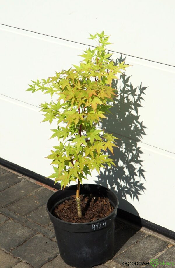 KLON PALMOWY SANGO KAKU Acer palmatum 'Sango Kaku'
