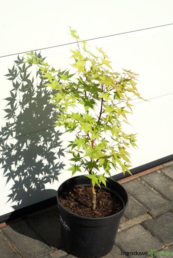 KLON PALMOWY SANGO KAKU Acer palmatum 'Sango Kaku'
