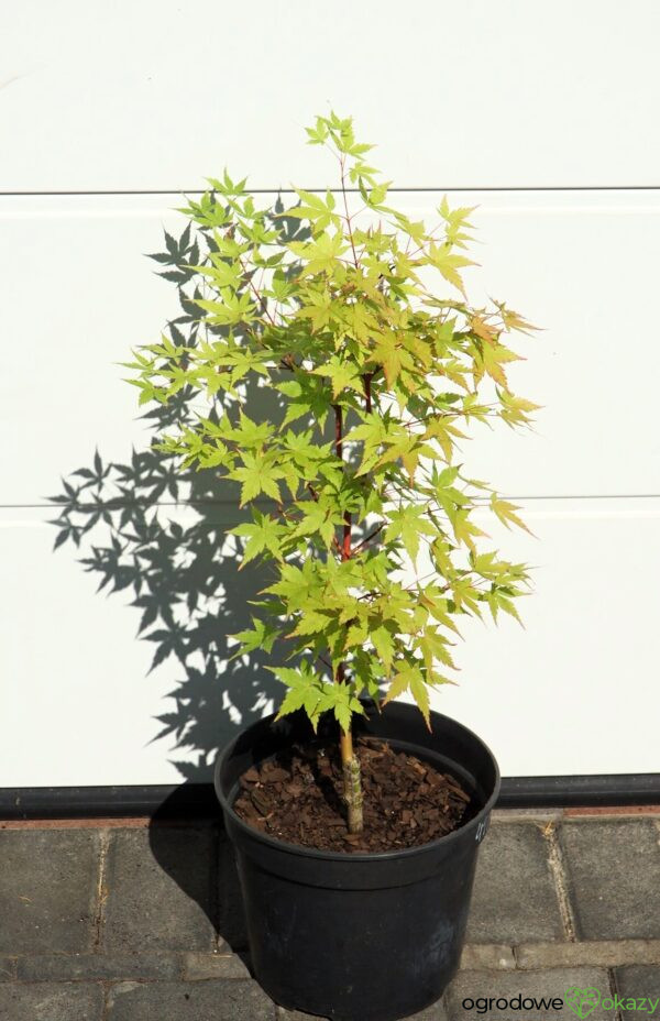 KLON PALMOWY SANGO KAKU Acer palmatum 'Sango Kaku'