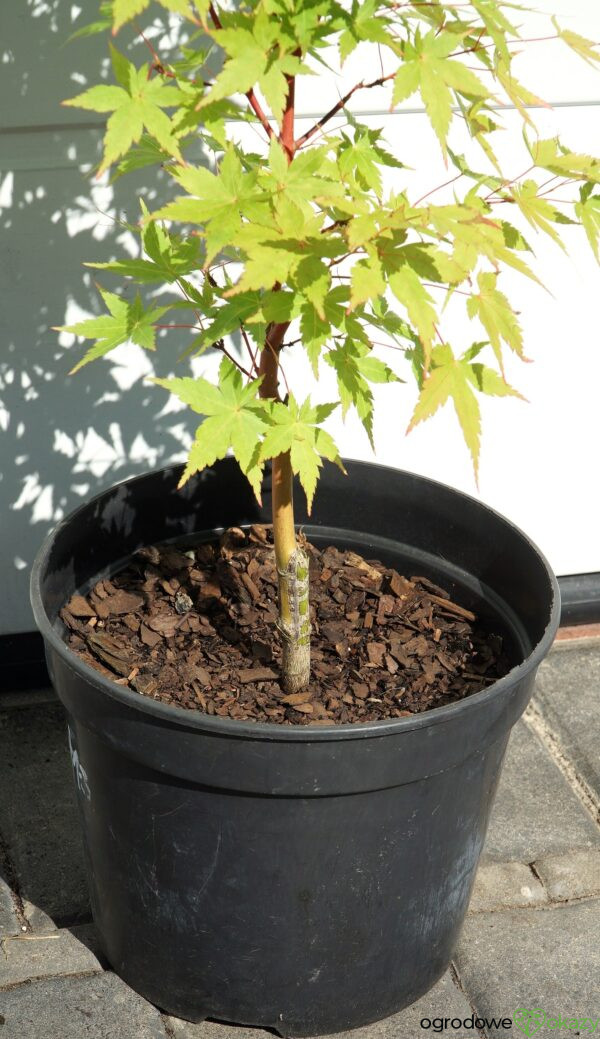 KLON PALMOWY SANGO KAKU Acer palmatum 'Sango Kaku'