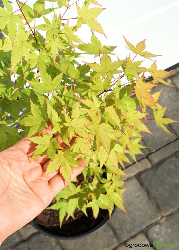 KLON PALMOWY SANGO KAKU Acer palmatum 'Sango Kaku'