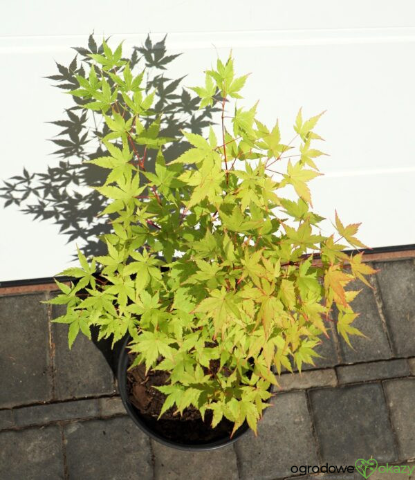 KLON PALMOWY SANGO KAKU Acer palmatum 'Sango Kaku'