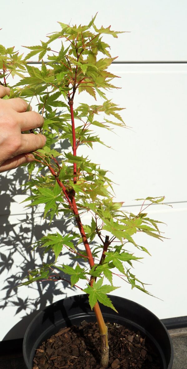 KLON PALMOWY SANGO KAKU Acer palmatum 'Sango Kaku'