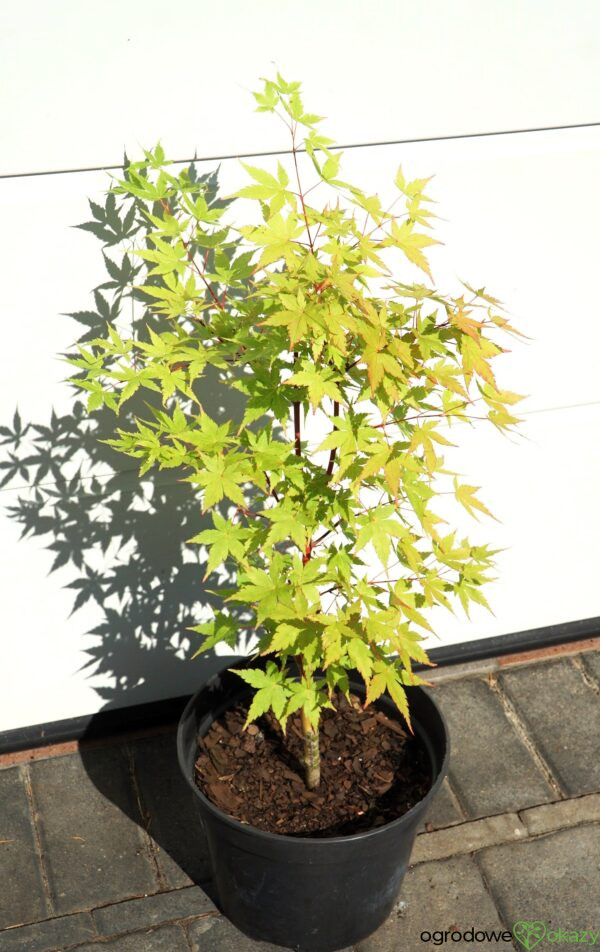 KLON PALMOWY SANGO KAKU Acer palmatum 'Sango Kaku'