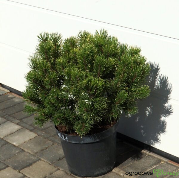 SOSNA GÓRSKA SUNSHINE Pinus mugo 'Sunshine'