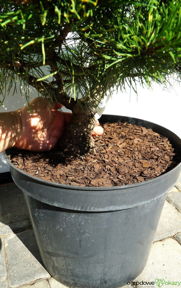 SOSNA GÓRSKA SUNSHINE Pinus mugo 'Sunshine'