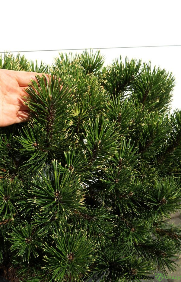 SOSNA GÓRSKA SUNSHINE Pinus mugo 'Sunshine'