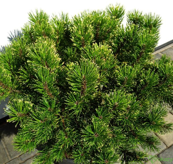 SOSNA GÓRSKA SUNSHINE Pinus mugo 'Sunshine'