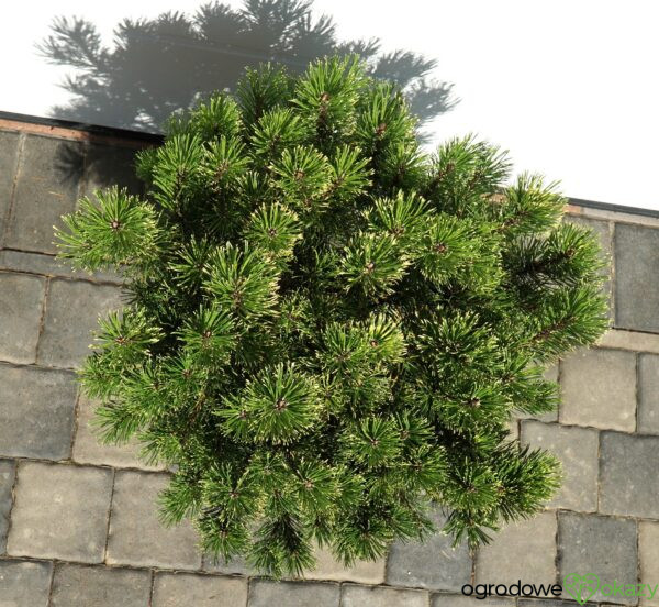 SOSNA GÓRSKA SUNSHINE Pinus mugo 'Sunshine'