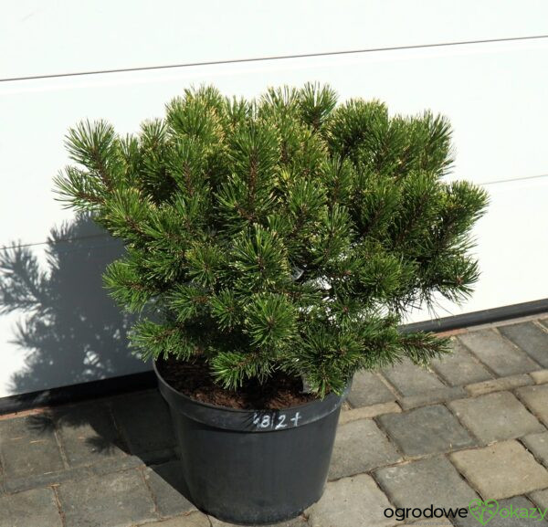 SOSNA GÓRSKA SUNSHINE Pinus mugo 'Sunshine'