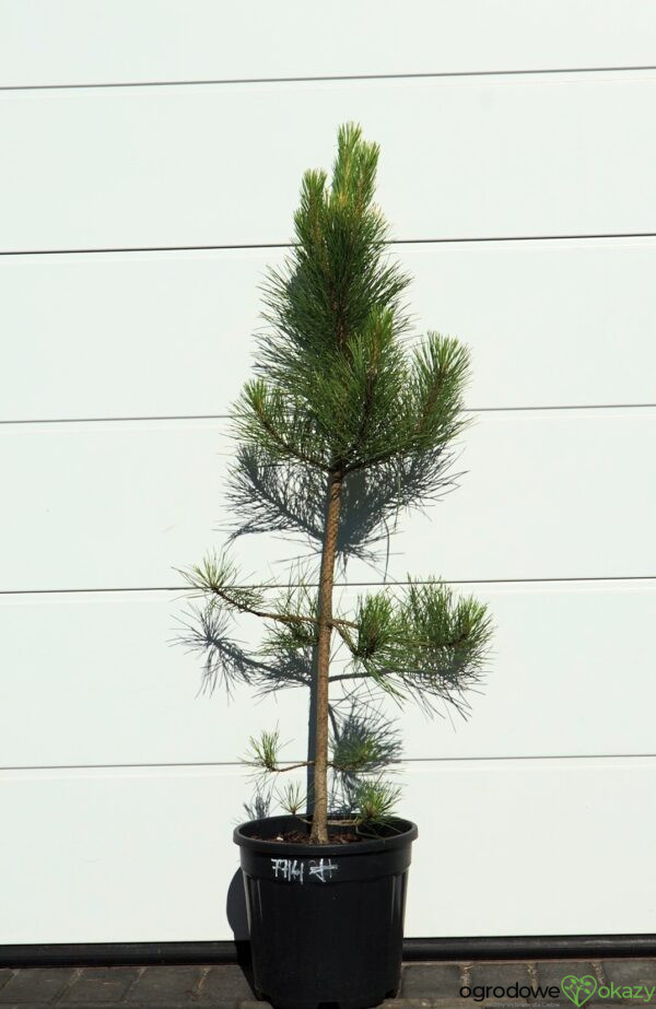 SOSNA CZARNA GOLDFINGER Pinus nigra 'Goldfinger'