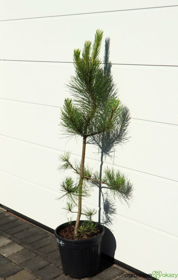 SOSNA CZARNA GOLDFINGER Pinus nigra 'Goldfinger'