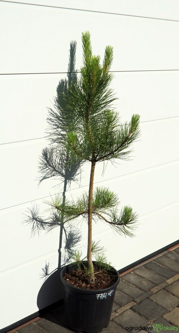 SOSNA CZARNA GOLDFINGER Pinus nigra 'Goldfinger'